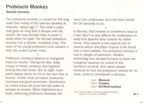 1991-95 Grolier Wildlife Adventure Cards #26.2 Proboscis Monkey Back