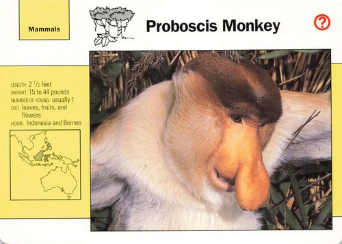 1991-95 Grolier Wildlife Adventure Cards #26.2 Proboscis Monkey Front