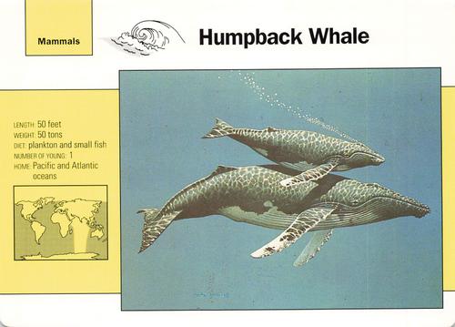 1991-95 Grolier Wildlife Adventure Cards #26.5 Humpback Whale Front