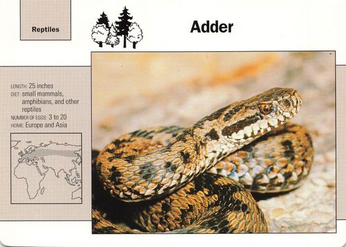 1991-95 Grolier Wildlife Adventure Cards #26.9 Adder Front