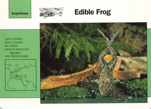 1991-95 Grolier Wildlife Adventure Cards #26.11 Edible Frog Front