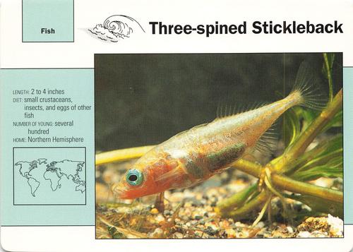 1991-95 Grolier Wildlife Adventure Cards #26.14 Three-spined Stickleback Front
