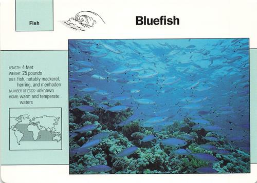 1991-95 Grolier Wildlife Adventure Cards #26.15 Bluefish Front