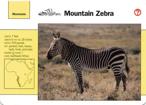 1991-95 Grolier Wildlife Adventure Cards #27.1 Mountain Zebra Front