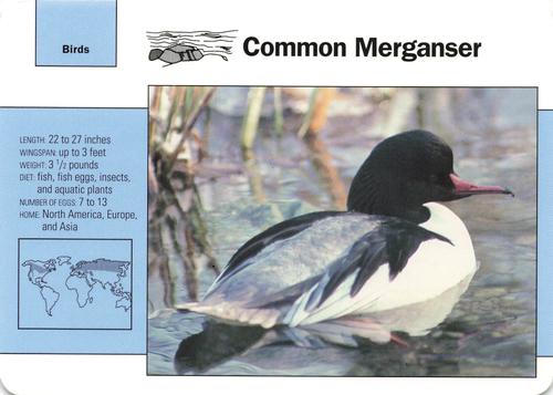 1991-95 Grolier Wildlife Adventure Cards #27.5 Common Merganser Front