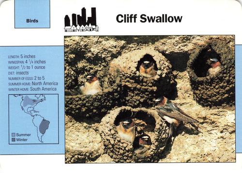 1991-95 Grolier Wildlife Adventure Cards #28.1 Cliff Swallow Front