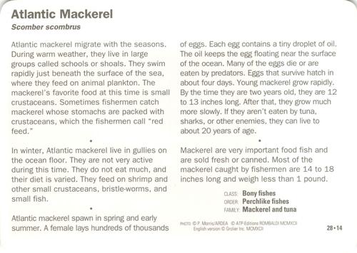1991-95 Grolier Wildlife Adventure Cards #28.14 Atlantic Mackerel Back