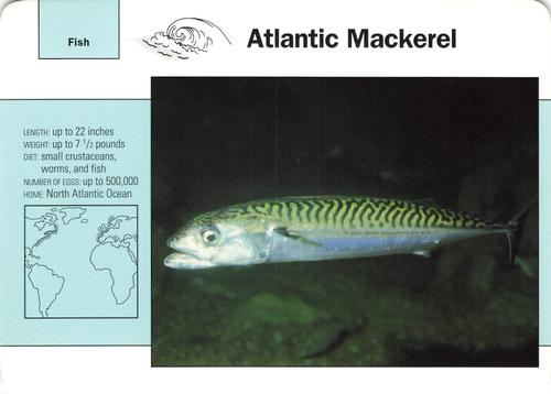 1991-95 Grolier Wildlife Adventure Cards #28.14 Atlantic Mackerel Front