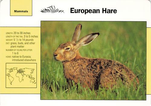 1991-95 Grolier Wildlife Adventure Cards #30.5 European Hare Front