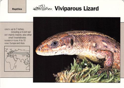 1991-95 Grolier Wildlife Adventure Cards #30.9 Viviparous Lizard Front