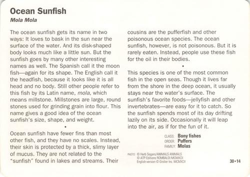 1991-95 Grolier Wildlife Adventure Cards #30.14 Ocean Sunfish Back