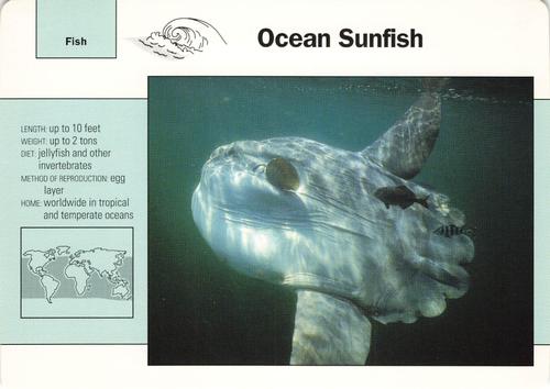 1991-95 Grolier Wildlife Adventure Cards #30.14 Ocean Sunfish Front