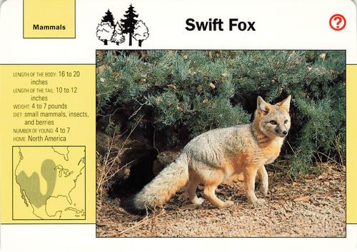 1991-95 Grolier Wildlife Adventure Cards #31.3 Swift Fox Front
