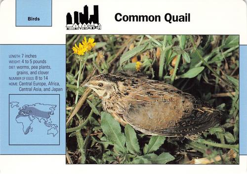 1991-95 Grolier Wildlife Adventure Cards #31.7 Common Quail Front
