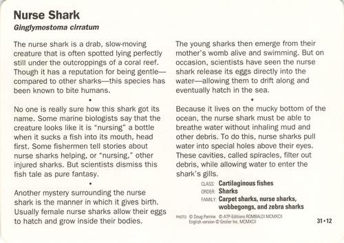 1991-95 Grolier Wildlife Adventure Cards #31.12 Nurse Shark Back