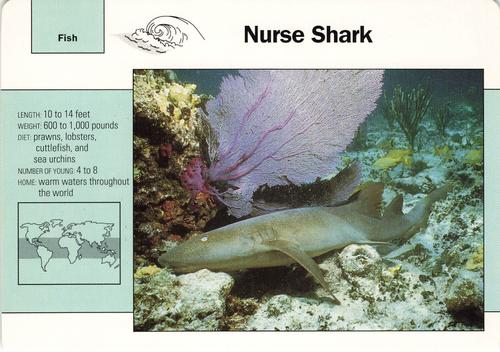 1991-95 Grolier Wildlife Adventure Cards #31.12 Nurse Shark Front