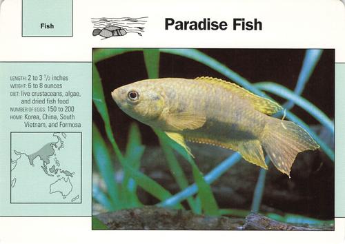 1991-95 Grolier Wildlife Adventure Cards #31.13 Paradise Fish Front