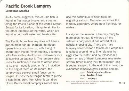 1991-95 Grolier Wildlife Adventure Cards #31.14 Pacific Brook Lamprey Back