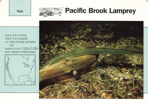 1991-95 Grolier Wildlife Adventure Cards #31.14 Pacific Brook Lamprey Front