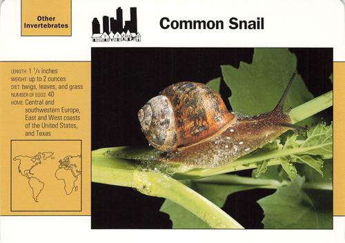 1991-95 Grolier Wildlife Adventure Cards #31.18 Common Snail Front