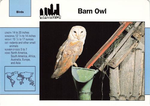 1991-95 Grolier Wildlife Adventure Cards #32.8 Barn Owl Front