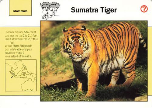 1991-95 Grolier Wildlife Adventure Cards #33.1 Sumatra Tiger Front