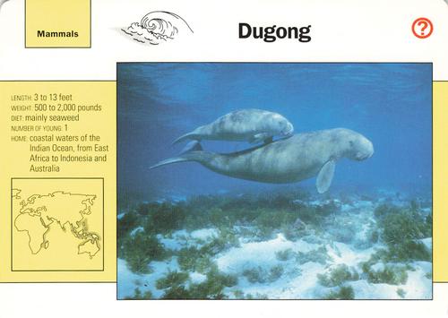1991-95 Grolier Wildlife Adventure Cards #33.5 Dugong Front
