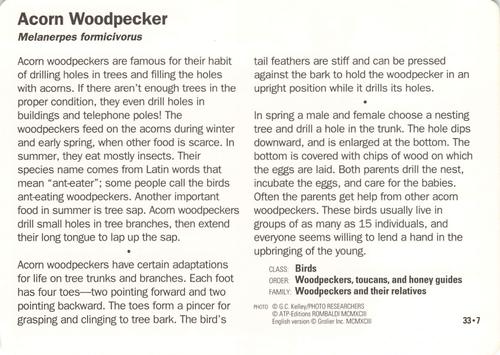 1991-95 Grolier Wildlife Adventure Cards #33.7 Acorn Woodpecker Back