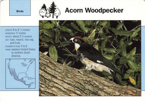 1991-95 Grolier Wildlife Adventure Cards #33.7 Acorn Woodpecker Front