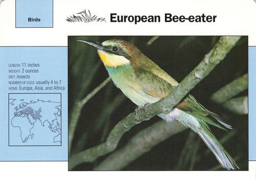 1991-95 Grolier Wildlife Adventure Cards #33.8 European Bee-eater Front