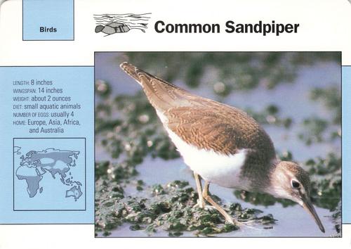 1991-95 Grolier Wildlife Adventure Cards #34.7 Common Sandpiper Front