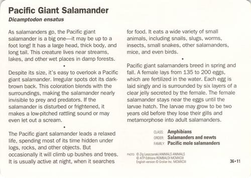 1991-95 Grolier Wildlife Adventure Cards #36.11 Pacific Giant Salamander Back