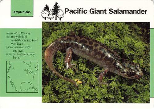 1991-95 Grolier Wildlife Adventure Cards #36.11 Pacific Giant Salamander Front