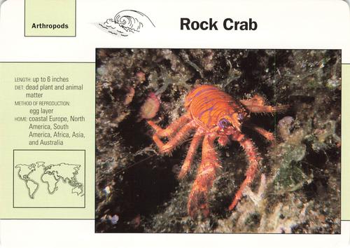1991-95 Grolier Wildlife Adventure Cards #36.19 Rock Crab Front
