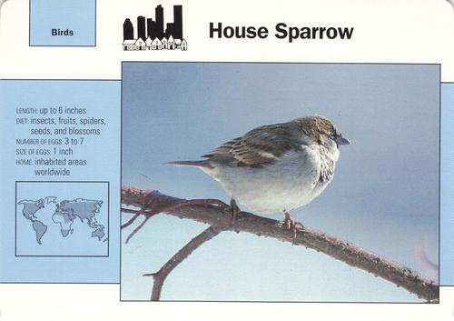 1991-95 Grolier Wildlife Adventure Cards #37.9 House Sparrow Front