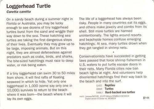 1991-95 Grolier Wildlife Adventure Cards #37.11 Loggerhead Turtle Back