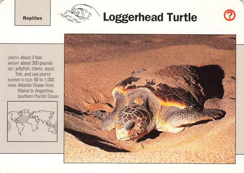 1991-95 Grolier Wildlife Adventure Cards #37.11 Loggerhead Turtle Front
