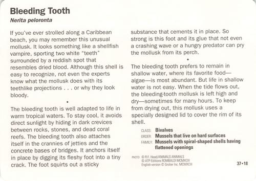 1991-95 Grolier Wildlife Adventure Cards #37.18 Bleeding Tooth Back