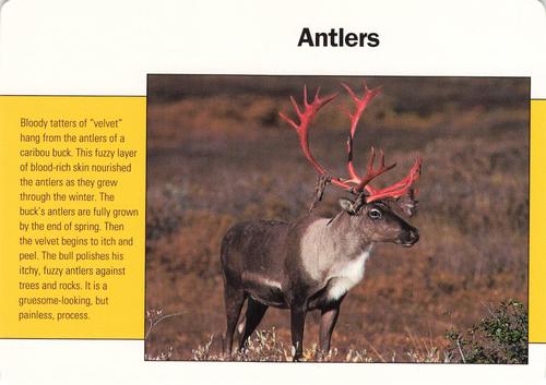 1991-95 Grolier Wildlife Adventure Cards #37.20 Antlers Front