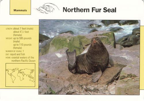 1991-95 Grolier Wildlife Adventure Cards #38.3 Northern Fur Seal Front