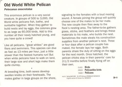 1991-95 Grolier Wildlife Adventure Cards #38.9 Old World White Pelican Back