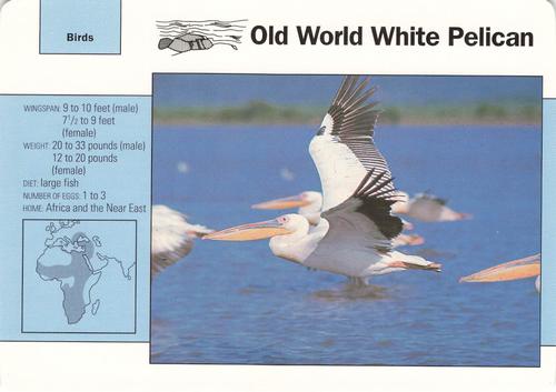 1991-95 Grolier Wildlife Adventure Cards #38.9 Old World White Pelican Front