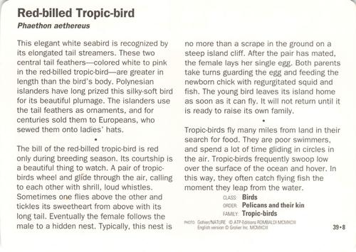 1991-95 Grolier Wildlife Adventure Cards #39.8 Red-billed Tropic-bird Back