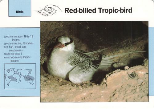 1991-95 Grolier Wildlife Adventure Cards #39.8 Red-billed Tropic-bird Front