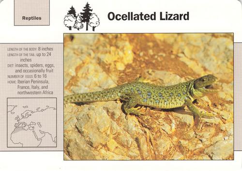 1991-95 Grolier Wildlife Adventure Cards #39.10 Ocellated Lizard Front