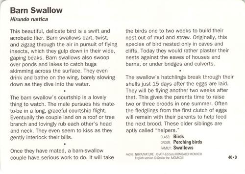 1991-95 Grolier Wildlife Adventure Cards #40.9 Barn Swallow Back