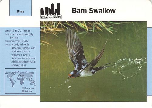 1991-95 Grolier Wildlife Adventure Cards #40.9 Barn Swallow Front