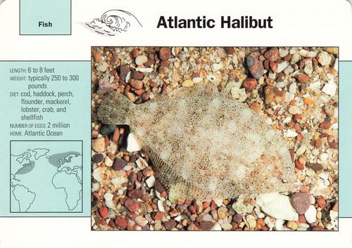 1991-95 Grolier Wildlife Adventure Cards #41.14 Atlantic Halibut Front