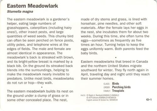 1991-95 Grolier Wildlife Adventure Cards #43.1 Eastern Meadowlark Back