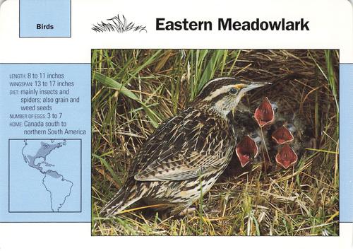 1991-95 Grolier Wildlife Adventure Cards #43.1 Eastern Meadowlark Front
